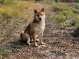 Bébés shiba inu LOF