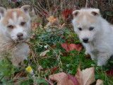 2 chiots Husky non LOF &agrave; r&eacute;server, m&acirc;les octobre 2021
