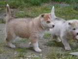 2 chiots Husky non LOF &agrave; r&eacute;server, m&acirc;les octobre 2021