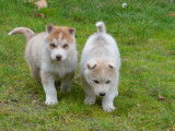 2 chiots Husky non LOF &agrave; r&eacute;server, m&acirc;les octobre 2021