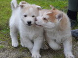 2 chiots Husky non LOF &agrave; r&eacute;server, m&acirc;les octobre 2021