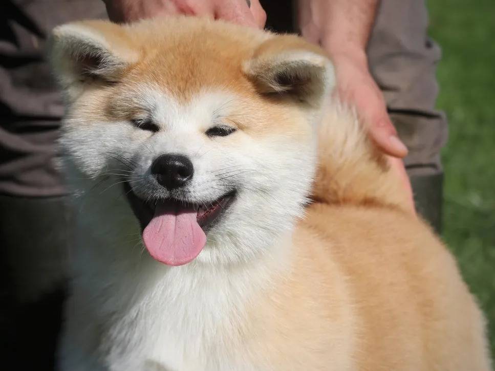 Chiot Akita Inu mâle roux non LOF disponible à la vente : Petite