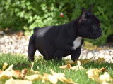 Chiot femelle Bouledogue Français non LOF noir et blanc disponible à la vente