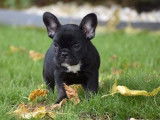 Chiot femelle Bouledogue Français non LOF noir et blanc disponible à la vente