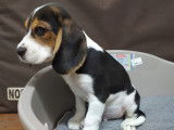 Un chiot tricolore (non LOF) de race Beagle de juillet 2021 à vendre