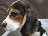 Un chiot tricolore (non LOF) de race Beagle de juillet 2021 à vendre
