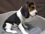 Un chiot tricolore (non LOF) de race Beagle de juillet 2021 à vendre