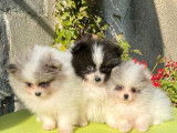 Disponibles de suite : 4 chiots Spitz Poméranien (non LOF)