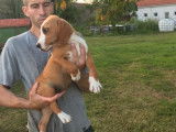 Chiots Beagle LOF &agrave; vendre