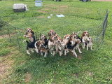 Chiots Beagle LOF &agrave; vendre