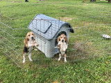 Chiots Beagle LOF &agrave; vendre