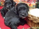 3 chiots femelles de race Cockapoo à adopter