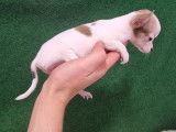 Vente de Chiots Chihuahua Toys femelles non LOF