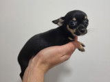 Vente de Chiots Chihuahua Toys femelles non LOF
