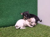 Vente de Chiots Chihuahua Toys femelles non LOF