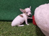 Vente de Chiots Chihuahua Toys femelles non LOF