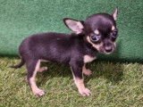 Vente de Chiots Chihuahua Toys femelles non LOF