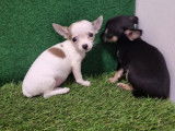 Vente de Chiots Chihuahua Toys femelles non LOF