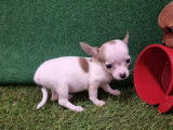 Vente de Chiots Chihuahua Toys femelles non LOF