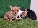 Vente de Chiots Chihuahua Toys femelles non LOF