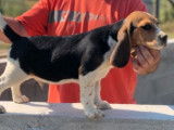 Chiot m&acirc;le Beagle tricolore (LOF) n&eacute; en mai 2021 &agrave; vendre