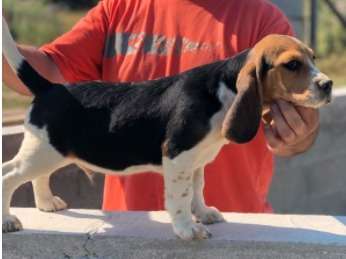 Chiot mâle Beagle tricolore (LOF) né en Juin 2021 disponible