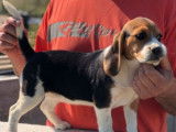Chiot mâle Beagle tricolore (LOF) né en Juin 2021 disponible