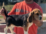 Chiot mâle Beagle tricolore (LOF) né en Juin 2021 disponible