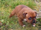 Chiot Staffordshire Bull Terrier femelle (LOF) au pelage fauve disponible