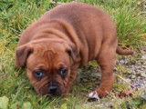 Chiot Staffordshire Bull Terrier femelle (LOF) au pelage fauve disponible