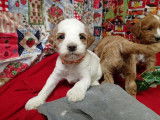 1 chiot femelle de race Cockapoo disponible &agrave; l'adoption
