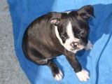 Magnifique mâle Boston Terrier LOF disponible pour saillie