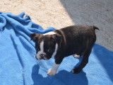 Magnifique mâle Boston Terrier LOF disponible pour saillie