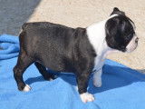 Magnifique mâle Boston Terrier LOF disponible pour saillie