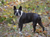 Mâle Boston Terrier LOF élite A disponible pour saillie