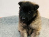 Réservation de neuf chiots Berger Belge Tervueren LOF