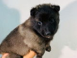 Réservation de neuf chiots Berger Belge Tervueren LOF