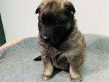 Réservation de neuf chiots Berger Belge Tervueren LOF