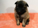 Réservation de neuf chiots Berger Belge Tervueren LOF