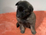 Réservation de neuf chiots Berger Belge Tervueren LOF