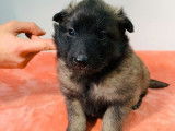 Réservation de neuf chiots Berger Belge Tervueren LOF