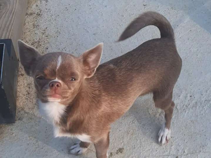 À vendre, chienne Chihuahua marron et blanc à poil court, âgée d’un an (LOF)