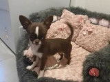 À vendre, chienne Chihuahua marron et blanc à poil court, âgée d’un an (LOF)
