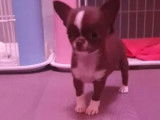 À vendre, chienne Chihuahua marron et blanc à poil court, âgée d’un an (LOF)