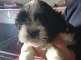 Vente de quatre chiots Shih Tzu (LOF)