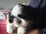 Vente de quatre chiots Shih Tzu (LOF)