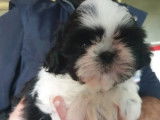 Vente de quatre chiots Shih Tzu (LOF)