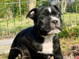 À vendre, chiot Staffie femelle noir et blanc (LOF)