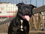 À vendre, chiot Staffie femelle noir et blanc (LOF)