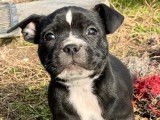 À vendre, chiot Staffie femelle noir et blanc (LOF)